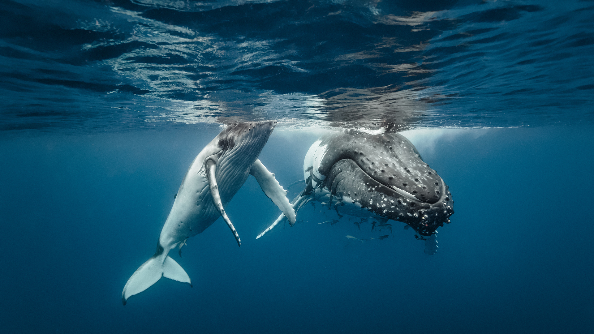 ¿Cómo pueden las ballenas ayudar en la lucha contra el cambio climático?