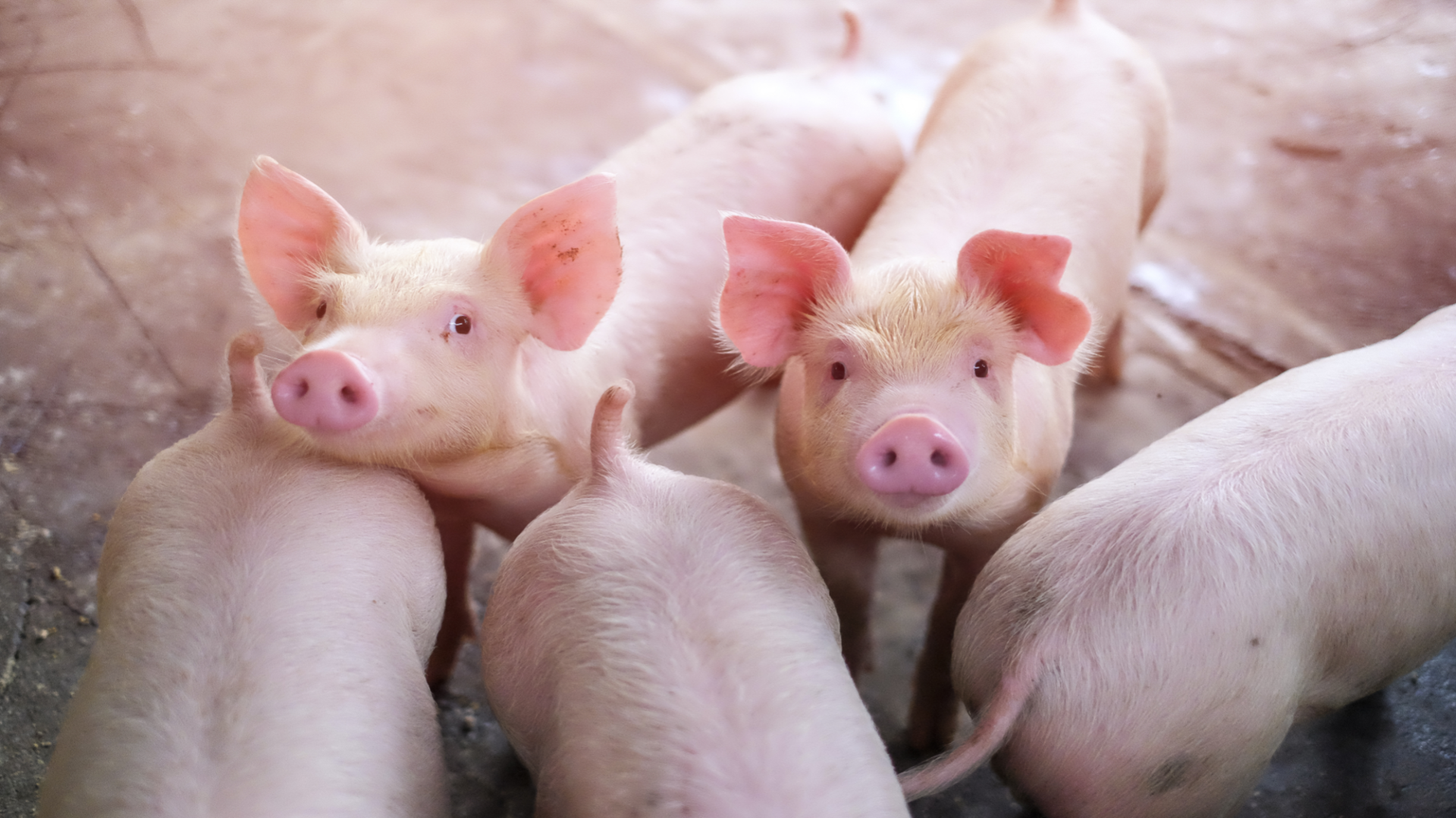 Estos cerdos podrían resolver la crisis de trasplante de órganos humanos